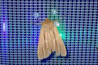 Mythimna impura