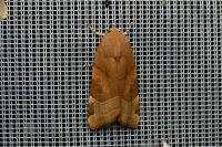 Noctua fimbriata