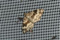 Epirrhoe alternata