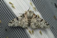Biston betularia