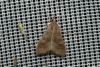 Mecyna asinalis