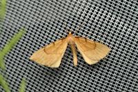 Gandaritis pyraliata