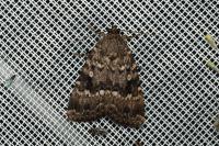 Amphipyra berbera