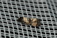 Cochylis atricapitana