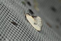 Cilix glaucata
