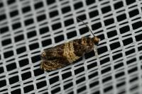 Celypha aurofasciana