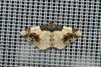 Ligdia adustata