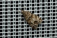Eudonia mercurella