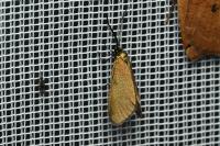 Jordanita globulariae