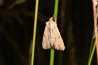 Apamea lithoxylaea