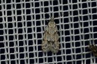 Symmoca signatella