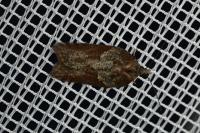 Acleris sparsana