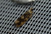 Zeiraphera isertana
