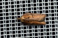 Acleris hastiana