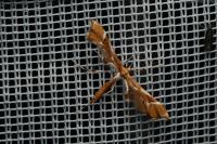 Cnaemidophorus rhododactylus