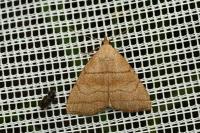 Herminia tarsicrinalis