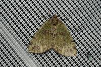 Hydriomena furcata