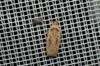 Agonopterix yeatiana