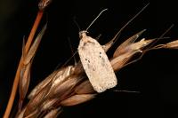 Agonopterix yeatiana