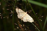 Idaea biselata