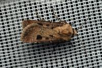 Agrotis exclamationis