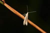 Coleophora