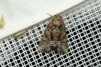 Oligia