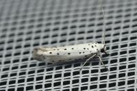Yponomeuta rorrella