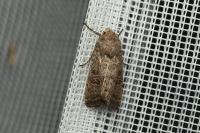Hoplodrina ambigua