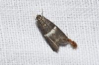 Elegia similella