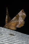 Selenia tetralunaria