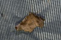 Selenia tetralunaria