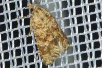 Aethes margarotana