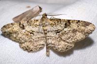 Peribatodes rhomboidaria