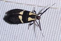 Dasycera oliviella