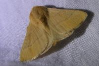 Malacosoma neustria