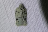 Acleris literana