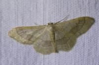 Idaea aversata