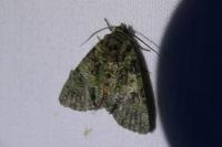 Polyphaenis sericata