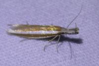 Pleurota aristella