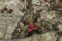 Catocala promissa