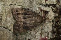 Amphipyra pyramidea