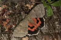 Catocala nupta