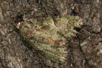 Polyphaenis sericata