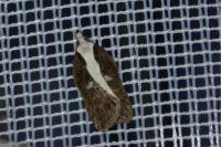Acleris cristana