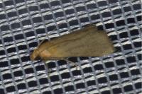 Eurhodope cirrigerella