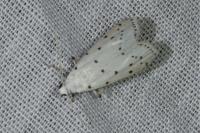 Myelois circumvoluta