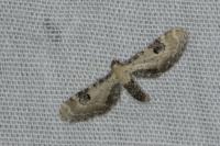Eupithecia centaureata