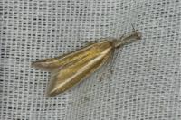 Pleurota aristella