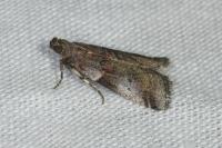 Acrobasis consociella